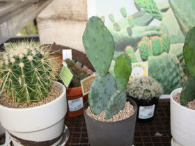 多肉植物・サボテンの紹介