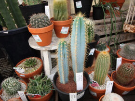多肉植物・サボテンの紹介