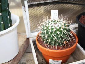 多肉植物・サボテンの紹介