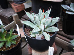 多肉植物・サボテンの紹介