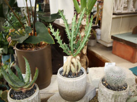 多肉植物・サボテンの紹介