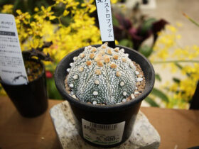 多肉植物・サボテンの紹介