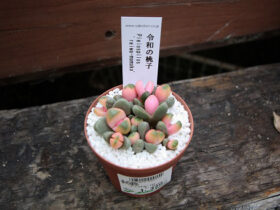 多肉植物・サボテンの紹介