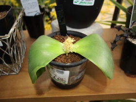 多肉植物・サボテンの紹介