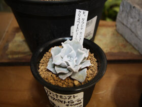 多肉植物・サボテンの紹介