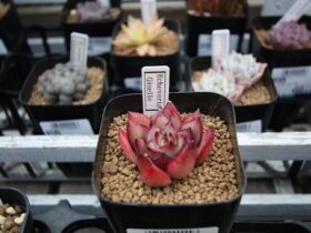 多肉植物・サボテンの紹介