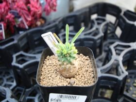 多肉植物・サボテンの紹介