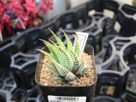 多肉植物・サボテンの紹介