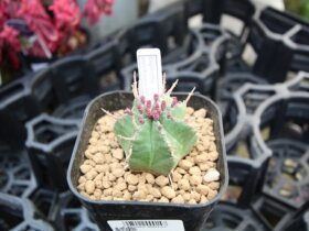 多肉植物・サボテンの紹介