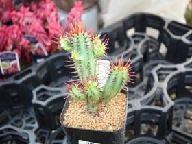 多肉植物・サボテンの紹介