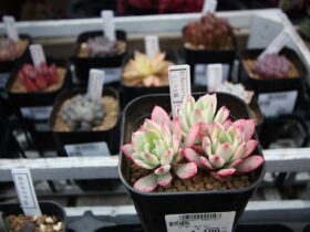 多肉植物・サボテンの紹介