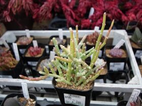 多肉植物・サボテンの紹介