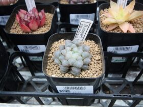 多肉植物・サボテンの紹介