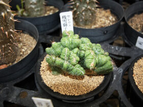 多肉植物・サボテンの紹介