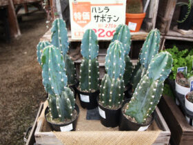 多肉植物・サボテンの紹介