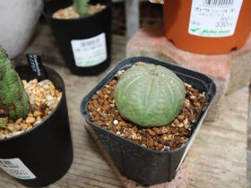 多肉植物・サボテンの紹介