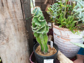 多肉植物・サボテンの紹介