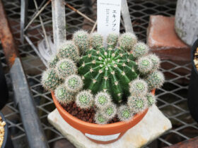 多肉植物・サボテンの紹介