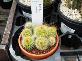 多肉植物・サボテンの紹介