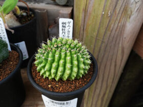 多肉植物・サボテンの紹介
