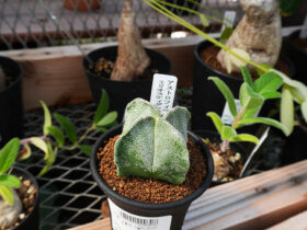 多肉植物・サボテンの紹介
