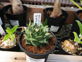 多肉植物・サボテンの紹介
