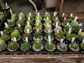 多肉植物・サボテンの紹介