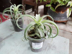 多肉植物・サボテンの紹介