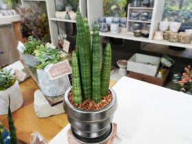 多肉植物・サボテンの紹介