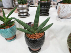 多肉植物・サボテンの紹介