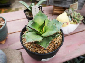多肉植物・サボテンの紹介