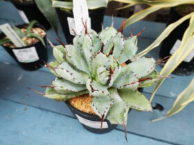 多肉植物・サボテンの紹介