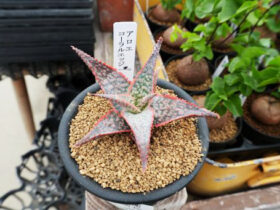 多肉植物・サボテンの紹介