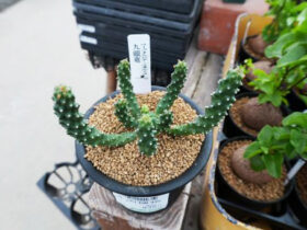 多肉植物・サボテンの紹介