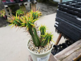 多肉植物・サボテンの紹介