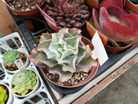 多肉植物・サボテンの紹介