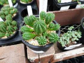 多肉植物・サボテンの紹介