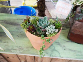 多肉植物・サボテンの紹介