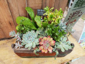 多肉植物・サボテンの紹介