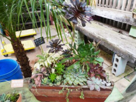 多肉植物・サボテンの紹介