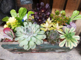 多肉植物・サボテンの紹介