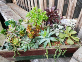 多肉植物・サボテンの紹介