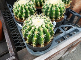 多肉植物・サボテンの紹介