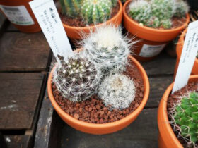 多肉植物・サボテンの紹介