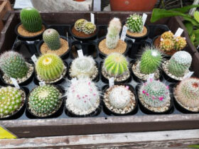 多肉植物・サボテンの紹介