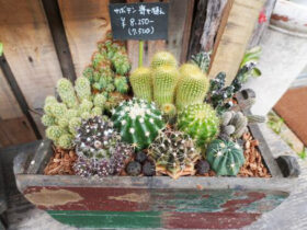 多肉植物・サボテンの紹介
