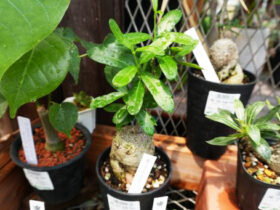 多肉植物・サボテンの紹介