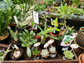 多肉植物・サボテンの紹介
