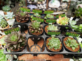 多肉植物・サボテンの紹介