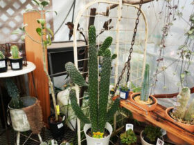 多肉植物・サボテンの紹介